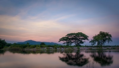 白天岛上的绿树